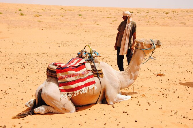 Day Trip in Ksar Ghilane with Lunch and Pickup - Lunch in the oasis