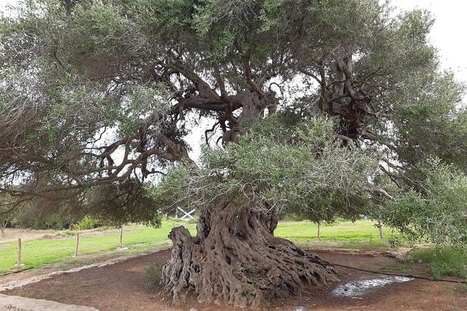 Daytrip to Kerkouen Unesco Site Kelibia and Houaria Caves - Ghar el Kebir and Haouaria’s caves