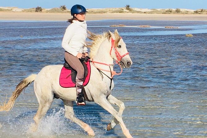 Discovery ride on horseback or camel 2h30 - A different side of Djerba begins at Ranch Adada