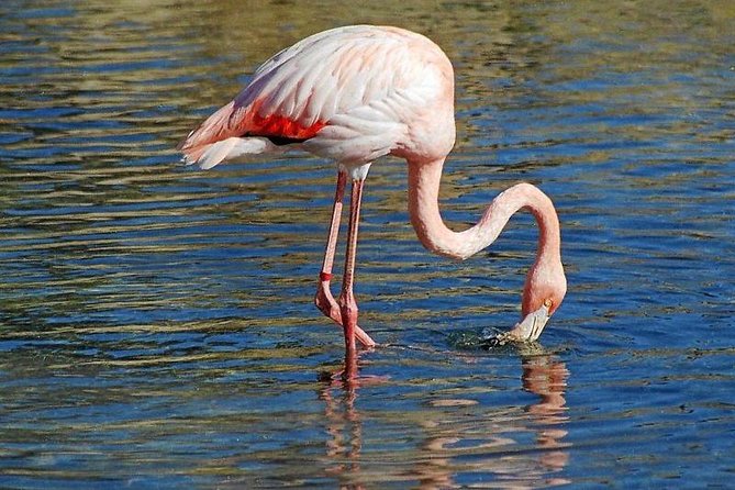 Djerba Flamingo Island Pirate Boatrip - Trip, Lunch & Pick-up - Sailing Back to Houmt Souk