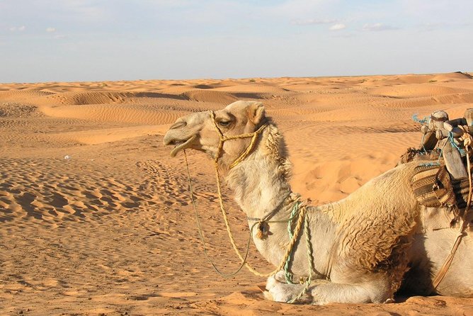 Door of the tunisian desert Ksar Ghilane and Matmata: Full one Day - Key points before you book