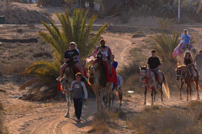 Explore Djerba by camel and horse - Practical details that affect your decision