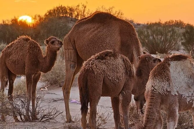 From Djerba: Explore the desert in a day - Warm springs, palms, and a real break from the road