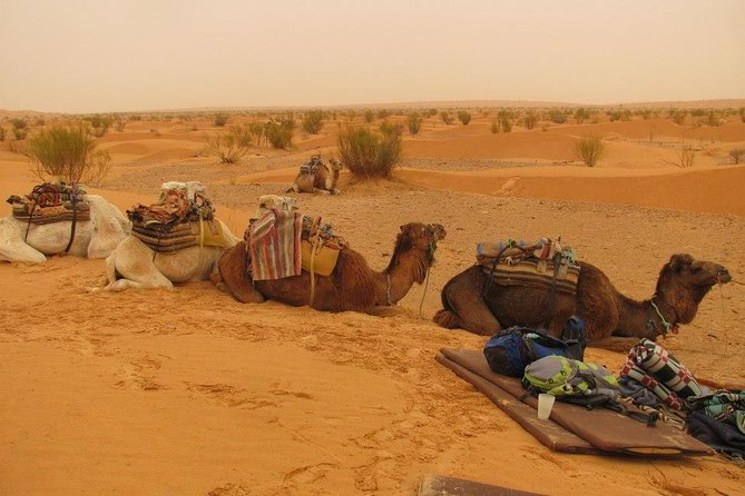 From Tozeur: 3-Day Desert Trip - Key points before you book