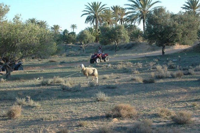 Great ride forest and blue lagoon in quad - Key points at a glance