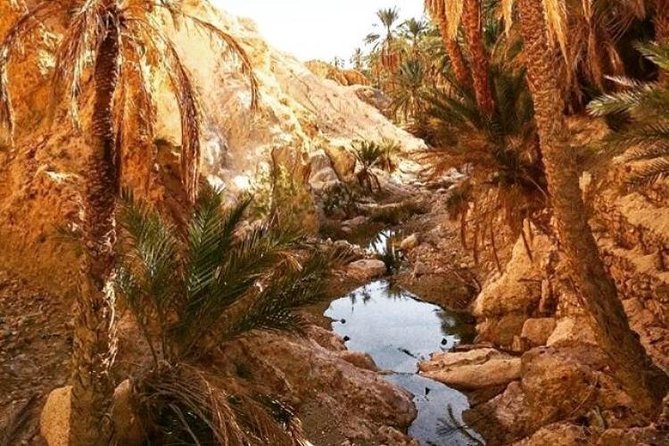 Half-day excursion the mountain oases from Tozeur - How much value do you get for $65.31?