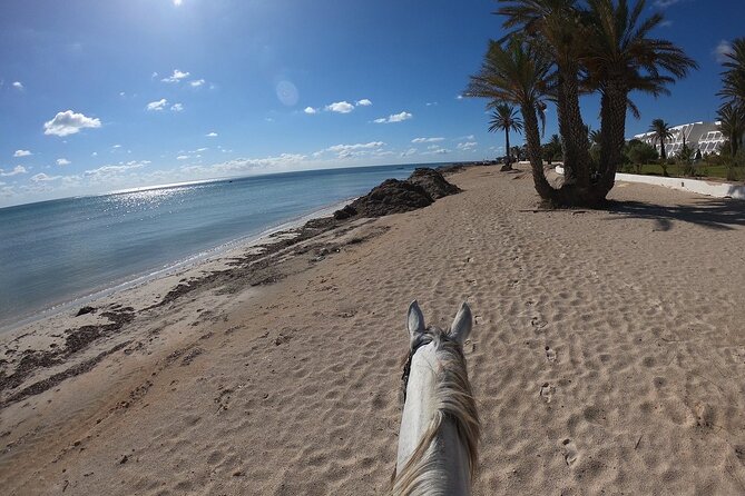 Horseback Riding in Djerba Lagoon - Who will enjoy this ride most