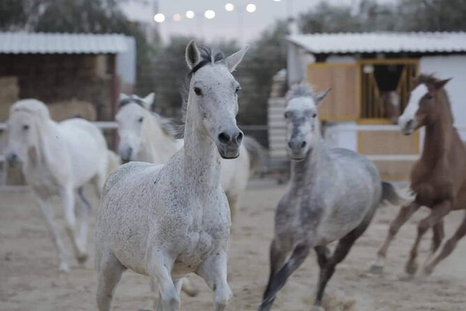 Horseback riding with private transfer - Key points before you book