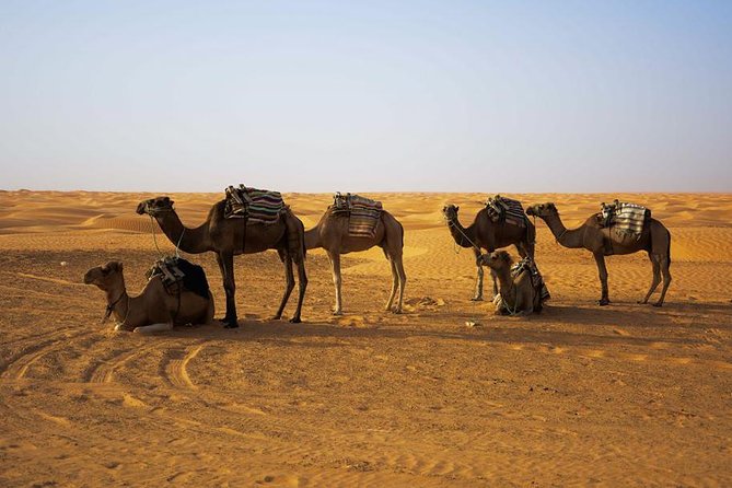 Ksar Ghilane 1 day: The hot spring and the homestay - Tamezret: rosemary tea and a wide view