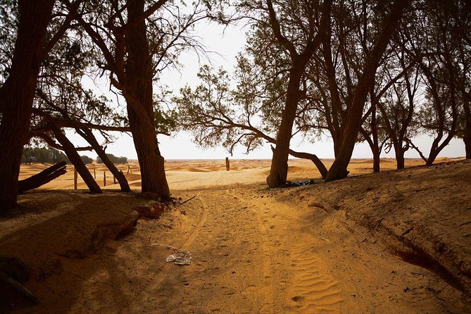 Ksar Ghilane 1 day: The hot spring and the homestay - A troglodyte home in Matmata