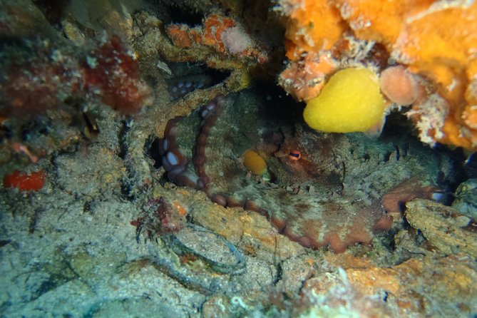 Octopus Rock Exploration - Certified Diver - The briefing sets the pace