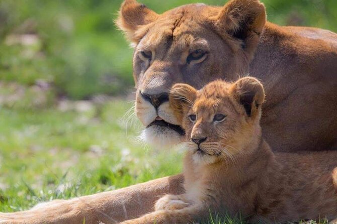Private Excursion of Friguia Park and Medina of Hammamet - Animal viewing depends heavily on the season