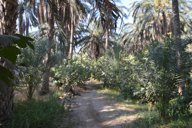 Tozeur and the mountain Oasis - Chenini, Guermassa, and Ksar Hadada
